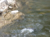 The Huron River near Frog Island