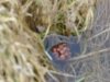 I attempted to get a photo of a tiny tree cone bobbing in the river, but it didn't come out very well.