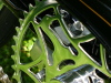 Close-up of a Huron on the chainring