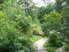 Path leading down to water lily area